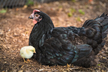Mama hen with sleeping baby chick
