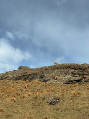 Deer on Mountains in Queenstown, New Zealand