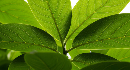 Fototapeta premium green leaf background