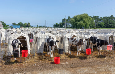 Holstein dairy calves outside their hutches with red buckets.  