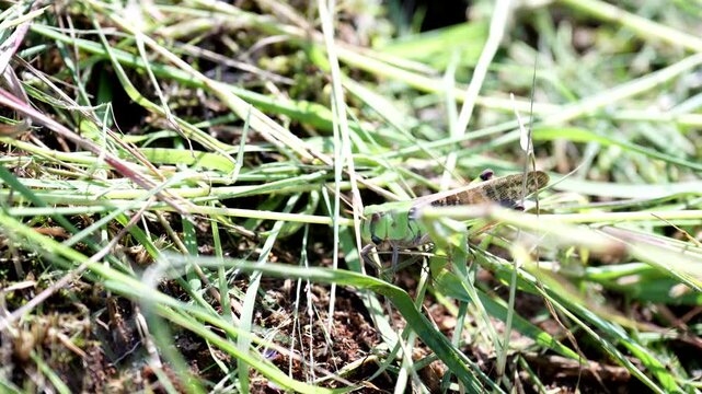 雑草の中に隠れる殿様バッタ