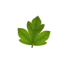 Fototapeta premium A vibrant green papaya leaf showcases intricate vein patterns against a dark backdrop, ideal for botanical designs.