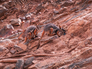 Yellow-footed Rock-wallaby in the Environment