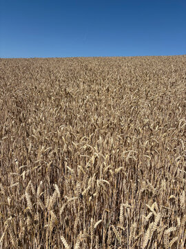Crop of wheat in a field in July, United Kingdom
