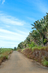 畑に囲まれた宮古島の道