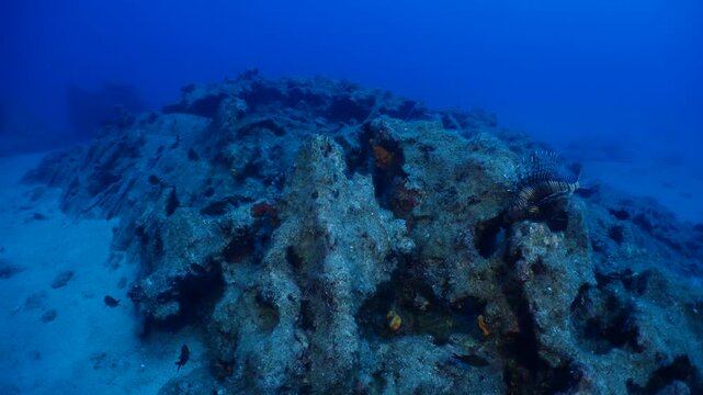 lionfish and other fish at the reefs of mediterranean underwater