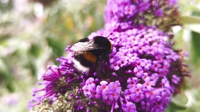 Pollinator in action: a bumblebee on a flowering buddleia