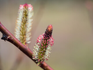3月に咲いた可愛らしいクロヤナギの花