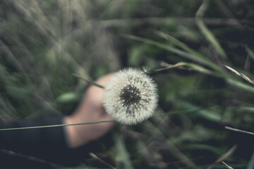 dandelion in the wind