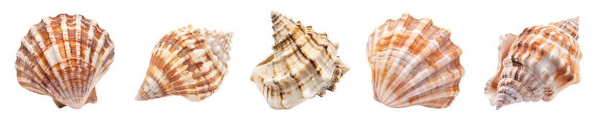Obraz premium Collection of Exquisite Seashells: A Showcase of Ocean Treasures