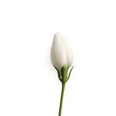 White Tulip Bud Close Up Transparent Background Spring Blossom Beauty