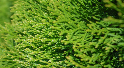 Blurred background with green twigs of thuja