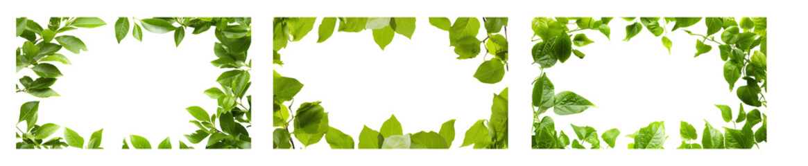 Fototapeta premium Green Leaves Frame Collage: Nature's Artistic Border