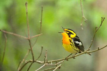Blackburnian Warbler, Setophaga fusca, arguably the most colorful warbler species, singing in deciduous forest habitat