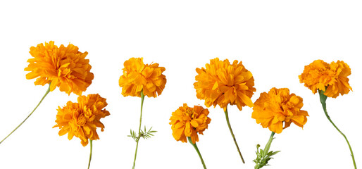 Loose assorted cempasúchil flowers, transparent background, png format