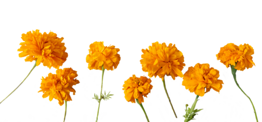 Loose assorted cempasúchil flowers, transparent background, png format