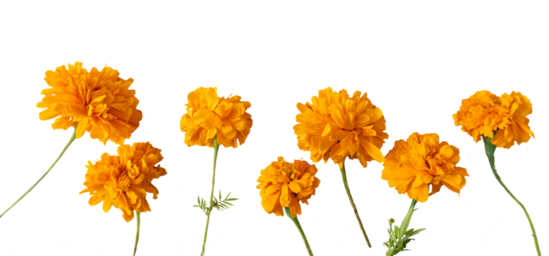 Loose assorted cempasúchil flowers, transparent background, png format