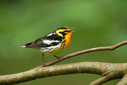 Blackburnian Warbler, Setophaga fusca, arguably the most colorful warbler species, perched in deciduous forest habitat