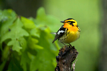 Blackburnian Warbler, Setophaga fusca, arguably the most colorful warbler species, perched in deciduous forest habitat