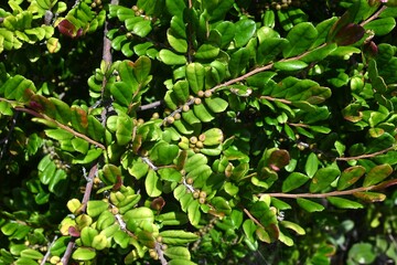 Eurya emarginata leaves and berries. Pentaphylacaceae evergreen shrub beach plants. The leaves are rounded and glossy, and the flowers have a distinctive propane-like odor.
