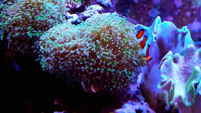 A vibrant clownfish rests on a coral reef in the ocean