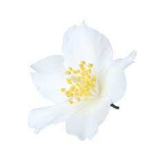 One beautiful jasmine bud isolated on white