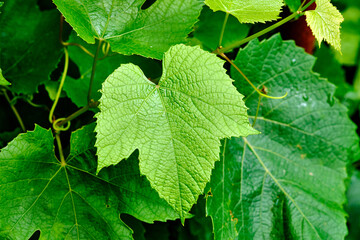 Green grape leaves showcasing vibrant textures in a lush garden during sunny daylight hours
