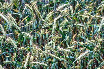 Obraz premium Wheat plants growing in a sunny field during late spring in rural areas of the countryside