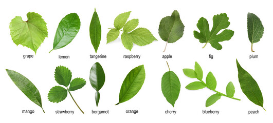 Fresh green leaves of fruit plants on white background. Collage with names