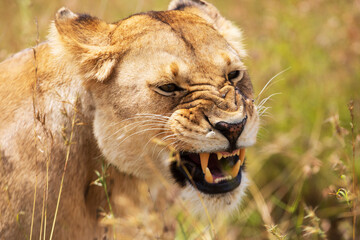 Tight shot of an angry lioness showing teeth on an African Safari