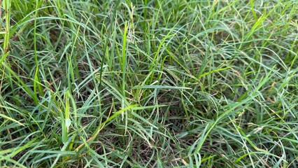 Fresh green grass blades show various shades of green in a full frame close up