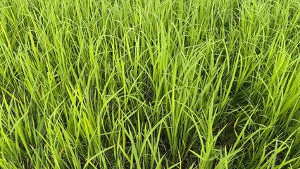 Lush green rice paddy stalks are densely packed to produce an agricultural background