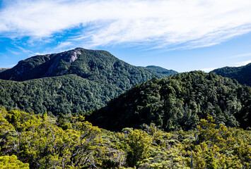 Naklejka premium new zealand fiordland national park thick green bush native forest hills mountains blue sky