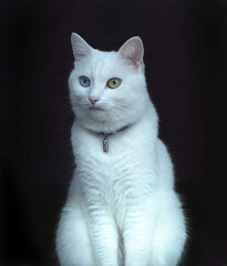 White turkish angora odd eye cat, looking away, on a black background. Van Cat. Different colors of the eyes. Heterochromia. Cat wearing a capsule collar tube for identification, key, pendant