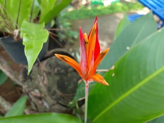 Heliconia psittacorum (Heliconia psittacorum webus) flower in the garden. Also known as parrot's beak, parakeet flower, parrot's flower, false bird-of-paradise.