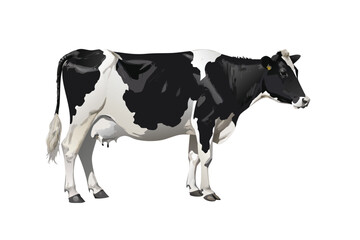 Photorealistic Dairy Cow Vector Illustration. Full Body Holstein Breed on White Background