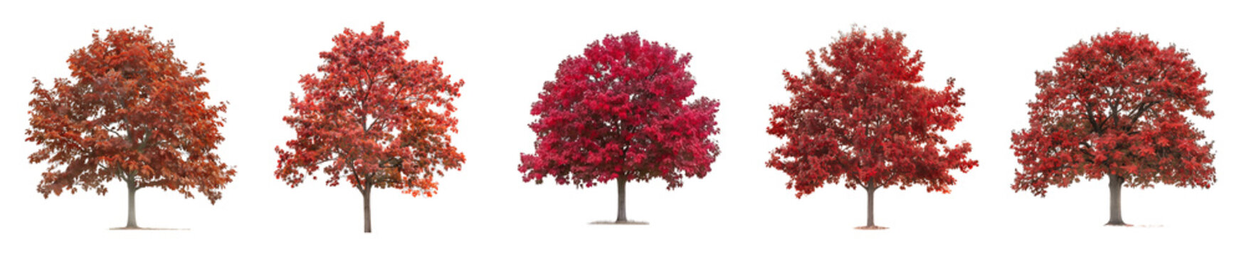 Autumnal Red Maple Tree Collection: A vibrant display of fall foliage showcasing five distinct red maple trees in their autumn glory.