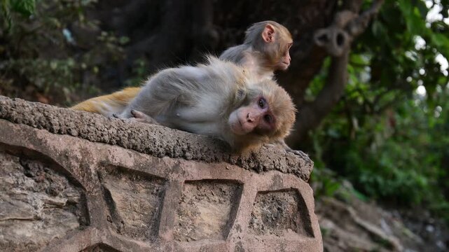 Close-up footage of Macaca mulatta (rhesus macaque) in natural habitat. Wild monkey grooming, sitting on rock, detailed fur texture, daylight, animal behavior, wildlife stock video