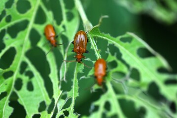 Lema diversipes. Arthropoda insecta coleoptera chrysomeelidae. A pest that eats holes in the leaves...