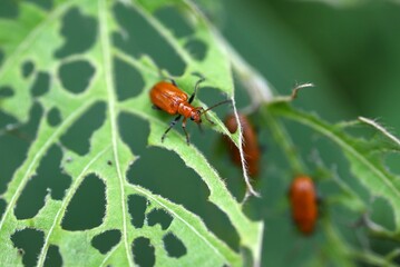 Lema diversipes. Arthropoda insecta coleoptera chrysomeelidae. A pest that eats holes in the leaves...