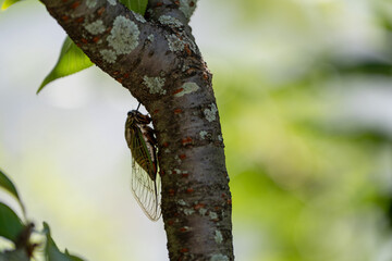 公園のクマゼミ