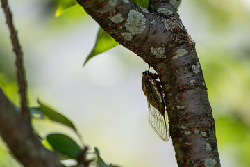 公園のクマゼミ