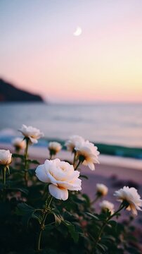 white roses in wind, beach sunset flowers, roses by the shore, windy rose garden, sunset flower view, coastal rose blooms, serene beach roses, romantic sunset scene, flowers at dusk, tranquil beach ro