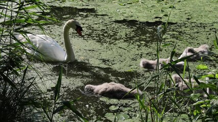 baby swans with swan parents in prospect park lake grooming themselves swimming and looking for food (hatchling bird cygnet brooklyn new york city urban waterfowl) newborn chicks nature 