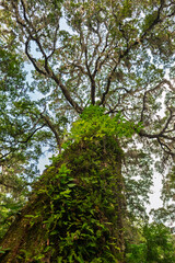 Fototapeta premium Majestic oak tree stretching towards the sky in a lush forest during a bright sunny day