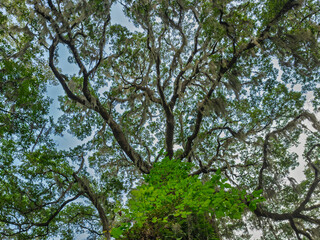Majestic oak tree stretching towards the sky in a lush forest during a bright sunny day