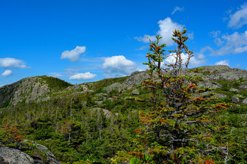 Boreal vegetations and trees on the top of l'Acropole des draveurs, Charlevoix, Quebec, Canada