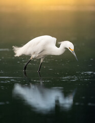 snowy egret hunting for fish in the water