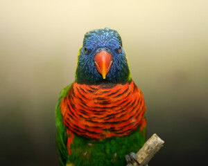 rainbow lorikeet on a tree
