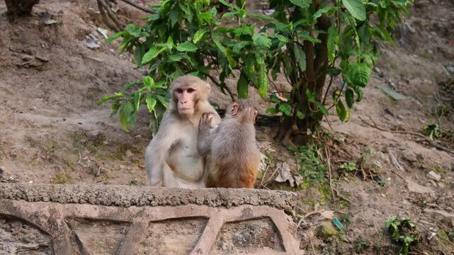 Close-up footage of Macaca mulatta (rhesus macaque) in natural habitat. Wild monkey grooming, sitting on rock, detailed fur texture, daylight, animal behavior, wildlife stock video
